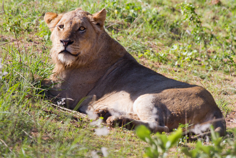 Young Male - Notice the start of his mane